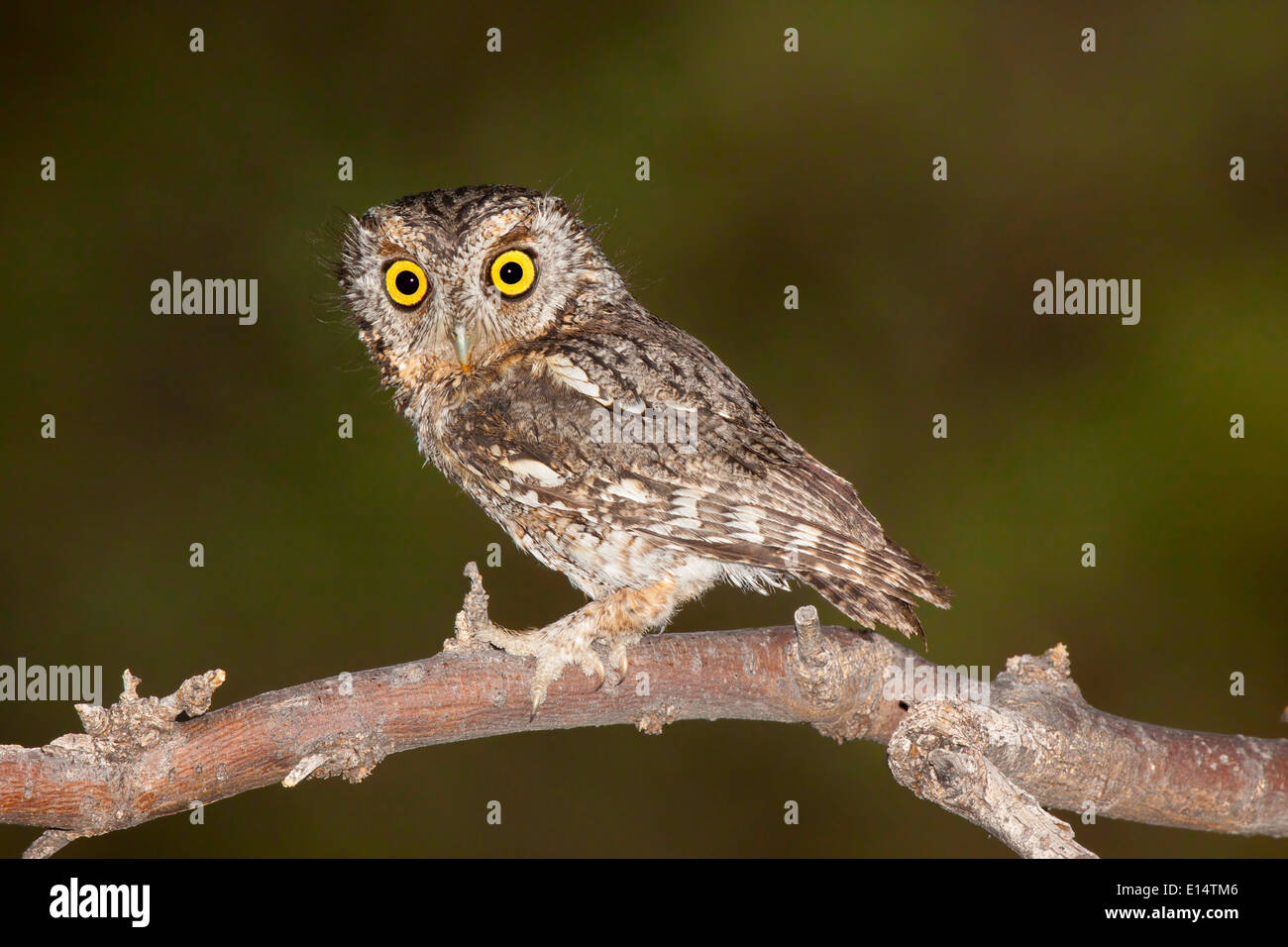 Weissbart Screech-Eule Otus Trichopsis Madera Canyon, Santa Cruz County, Arizona, USA 17 können Erwachsene leptogrammica Stockfoto