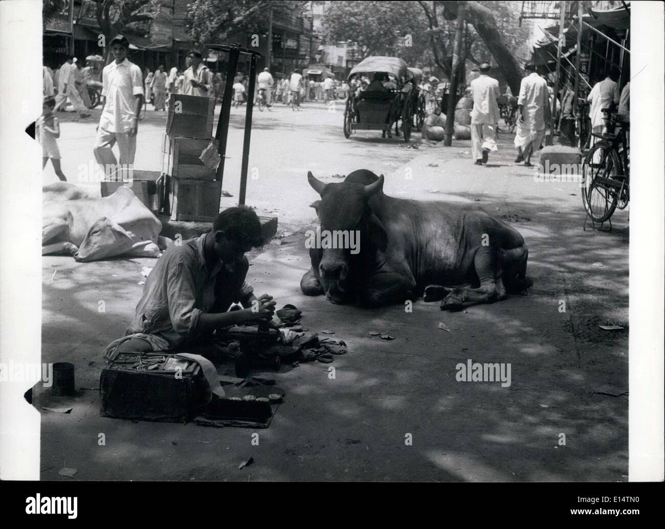 18. April 2012 - die Sa Kuh: Heilige Kühe dürfen die Straßen in Alt-Delhi. In Neu-Delhi sind sie nicht willkommen. C Stockfoto