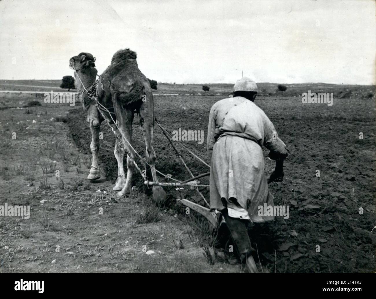 18. April 2012 - jetzt, da die Berber-Stämmen nicht mehr die Raiders, fürchten sie friedlich auf dem Bauernhof in der Ebene und Pflug auf diese primitive Weise mit ihren wertvollsten Besitz das Kamel. Stockfoto