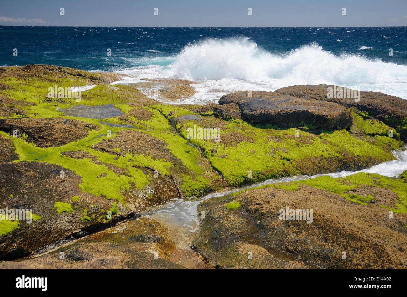 Surfen Sie auf Lavafelsen bedeckt in Grünalgen, Playa Paraiso, Adeje, Teneriffa, Kanarische Inseln, Spanien Stockfoto