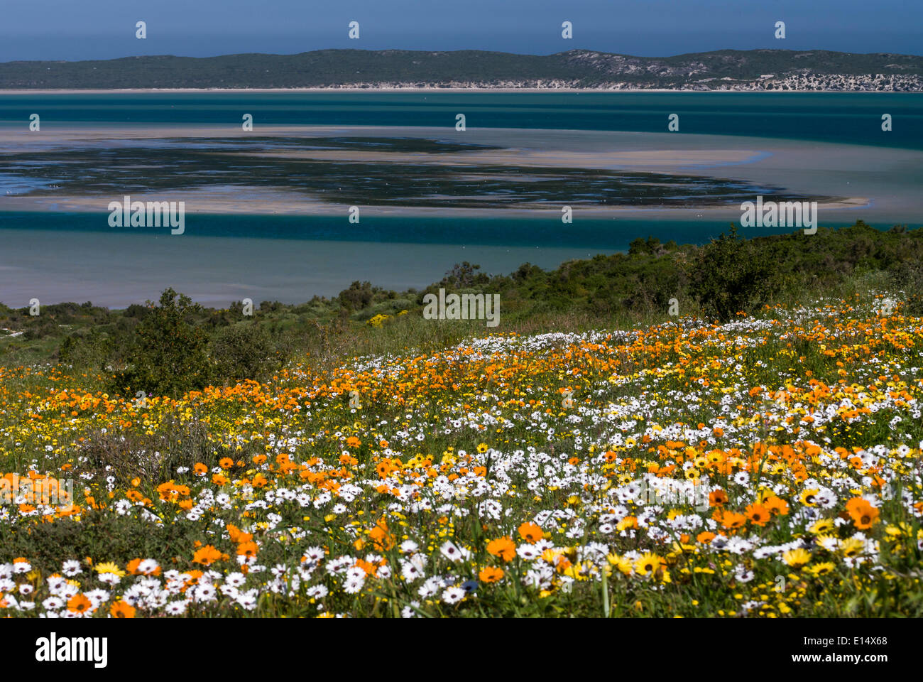 Blumenwiese mit Herbers oder Cape Marigold (Osteospermum Ecklonis) und Livingstone Daisy (Dorotheanthus Bellidiformis) Stockfoto
