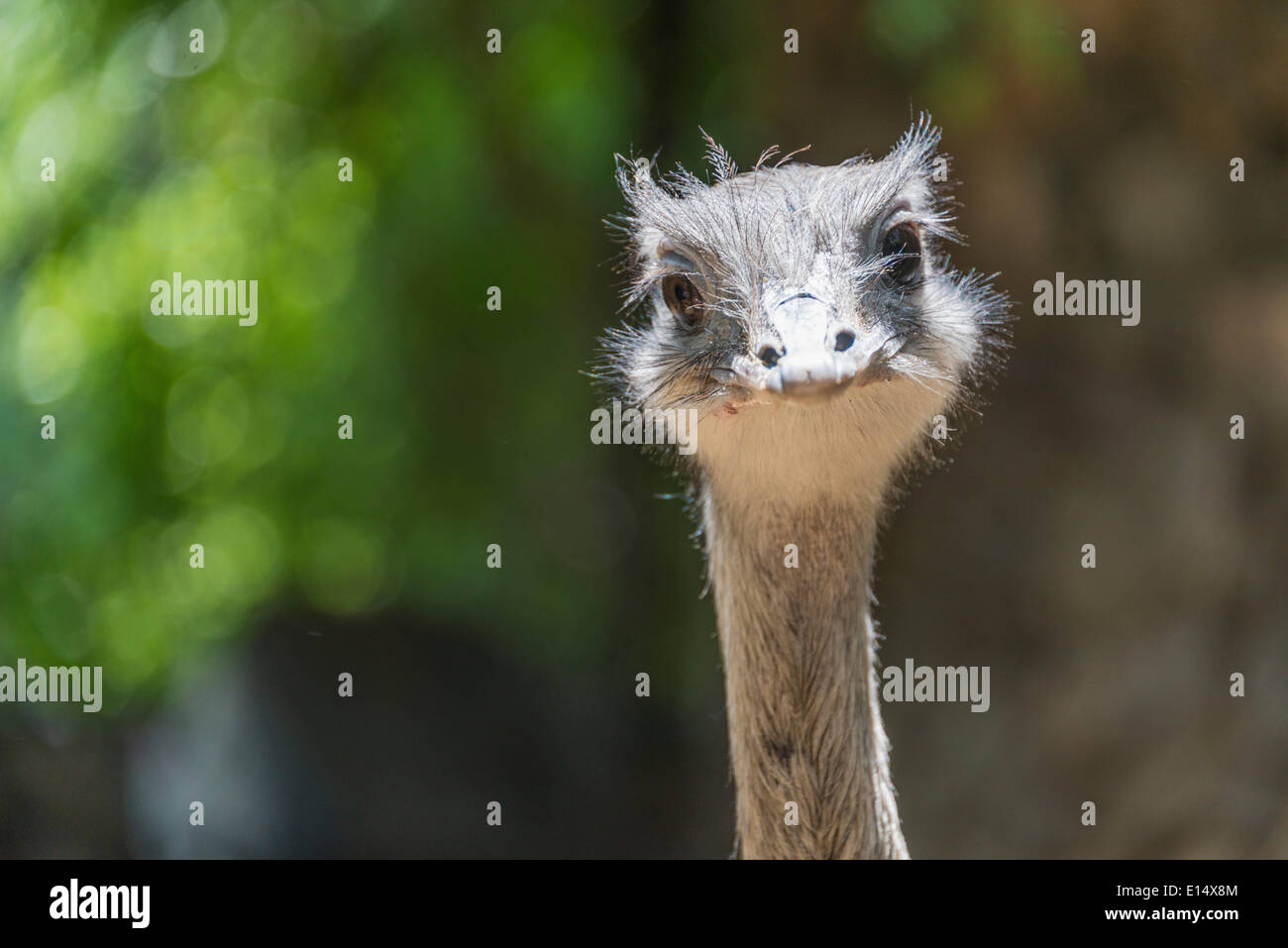 Größere Rhea (Rhea Americana), Porträt, in Gefangenschaft Stockfoto