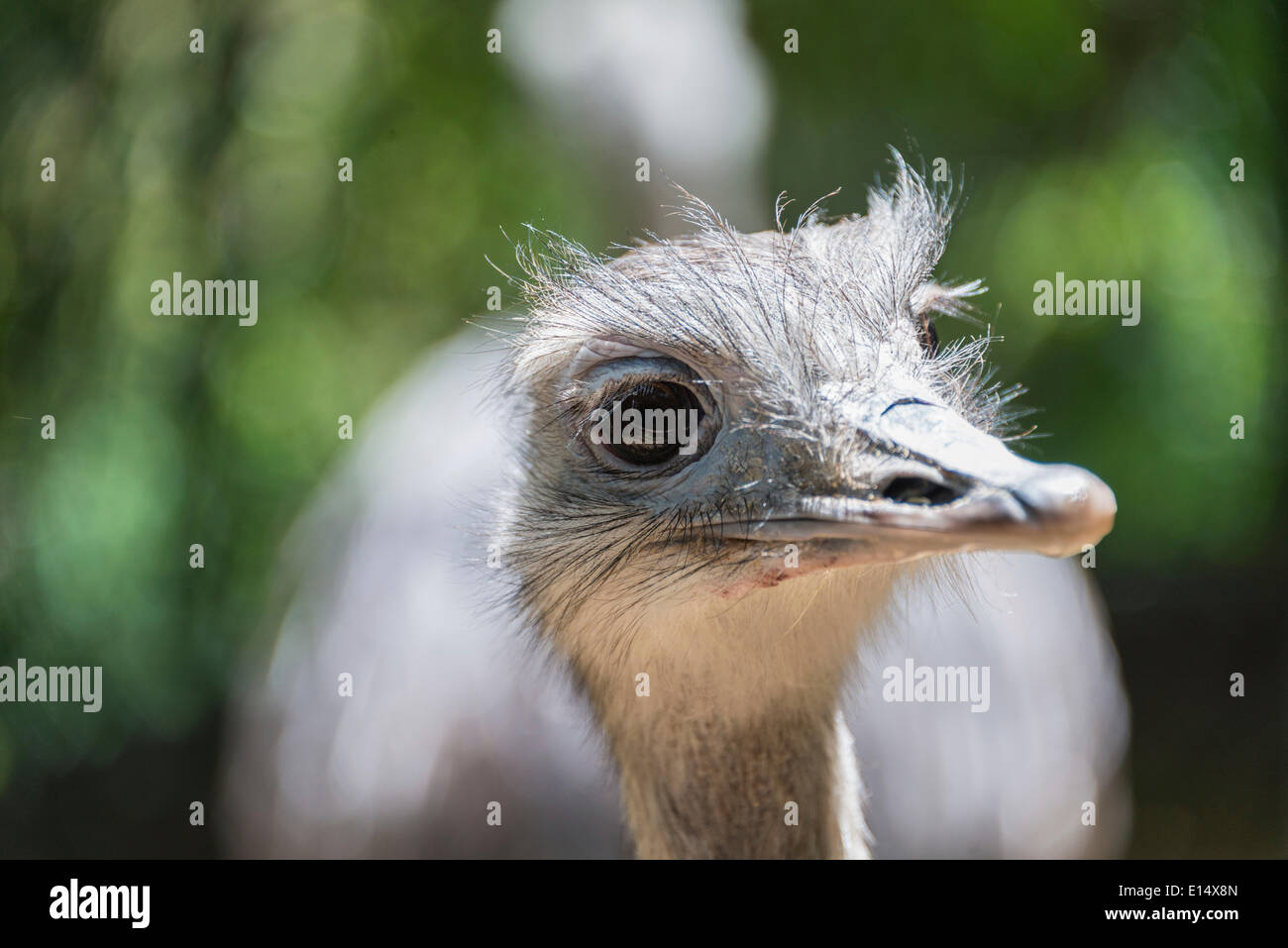 Größere Rhea (Rhea Americana), Porträt, in Gefangenschaft Stockfoto