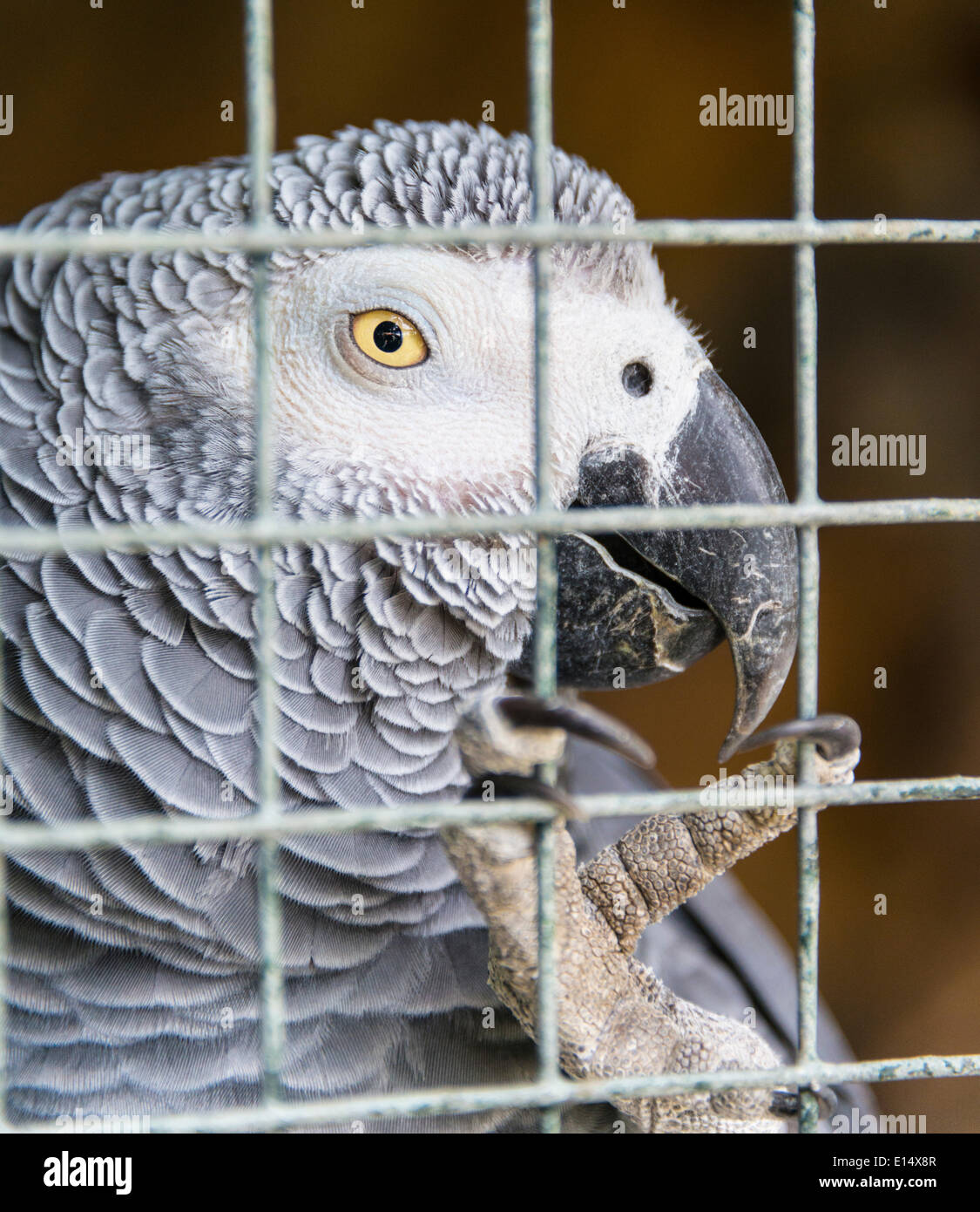 Grau-Papagei (Psittacus Erithacus), in einem Käfig, Blick durch Bars, Gefangenschaft, Porträt Stockfoto