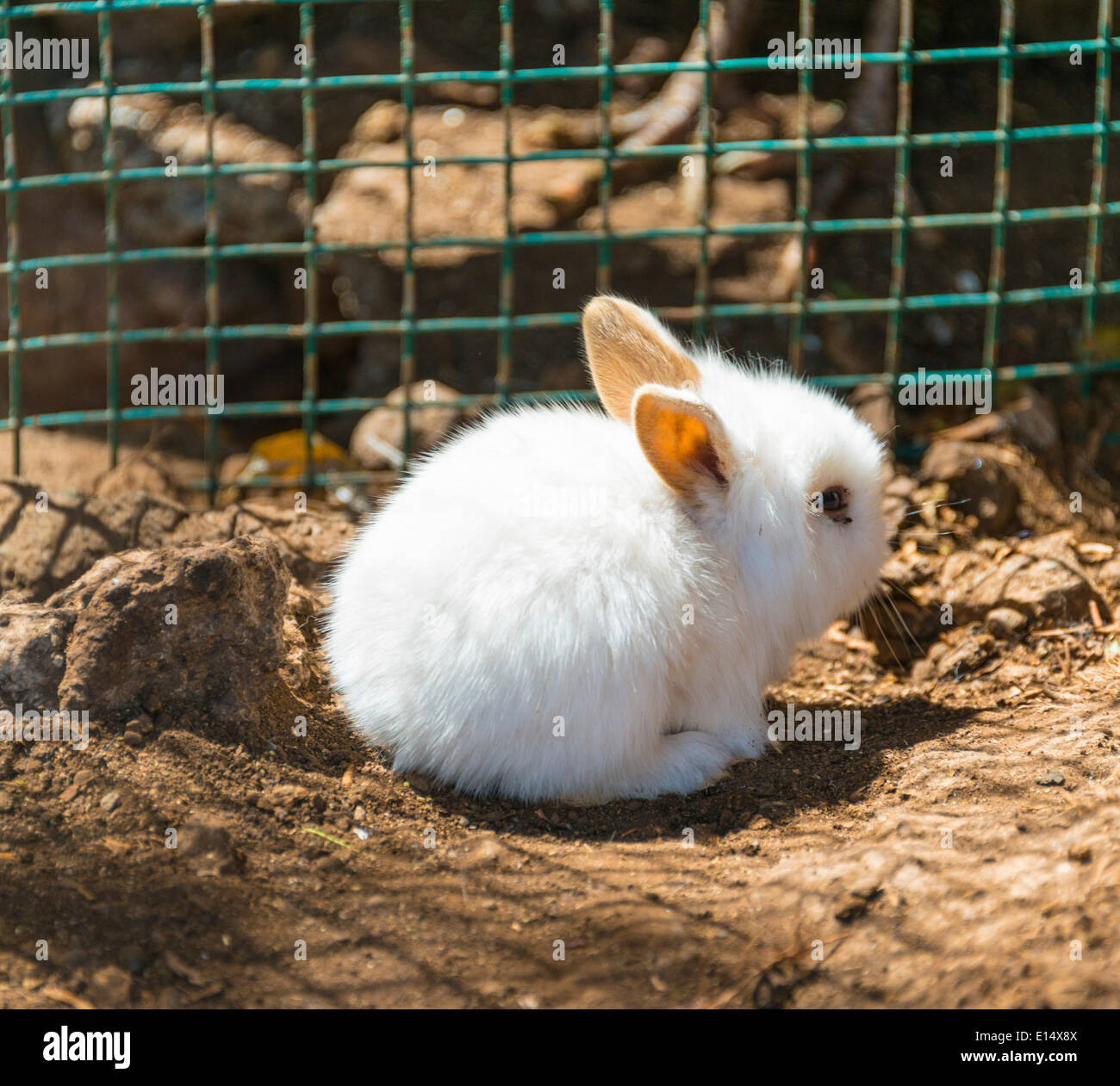 Junge weiße Kaninchen in einem Käfig gefangen Stockfoto