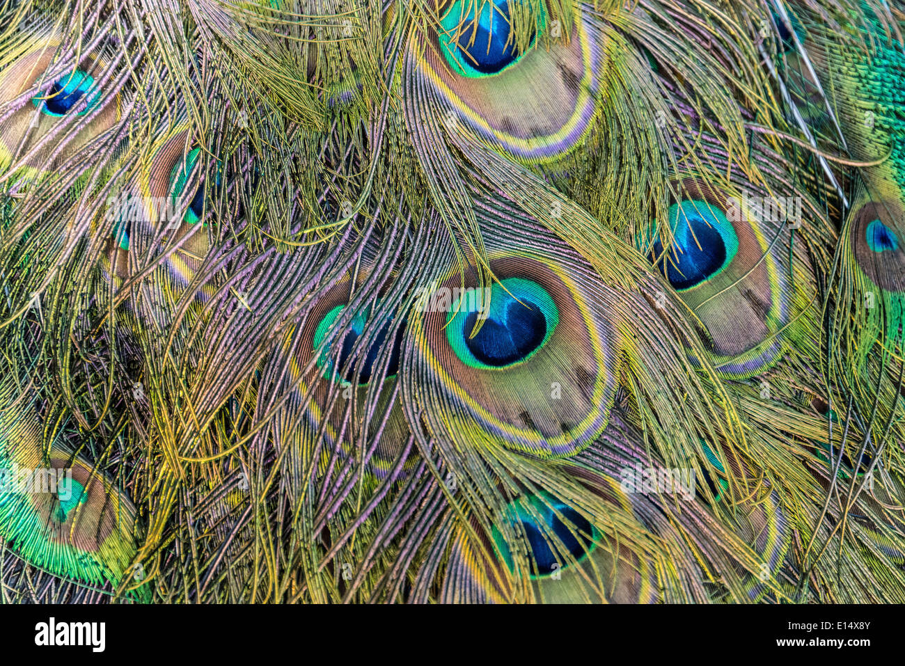 Federn von einem Pfau (Pavo) Stockfoto