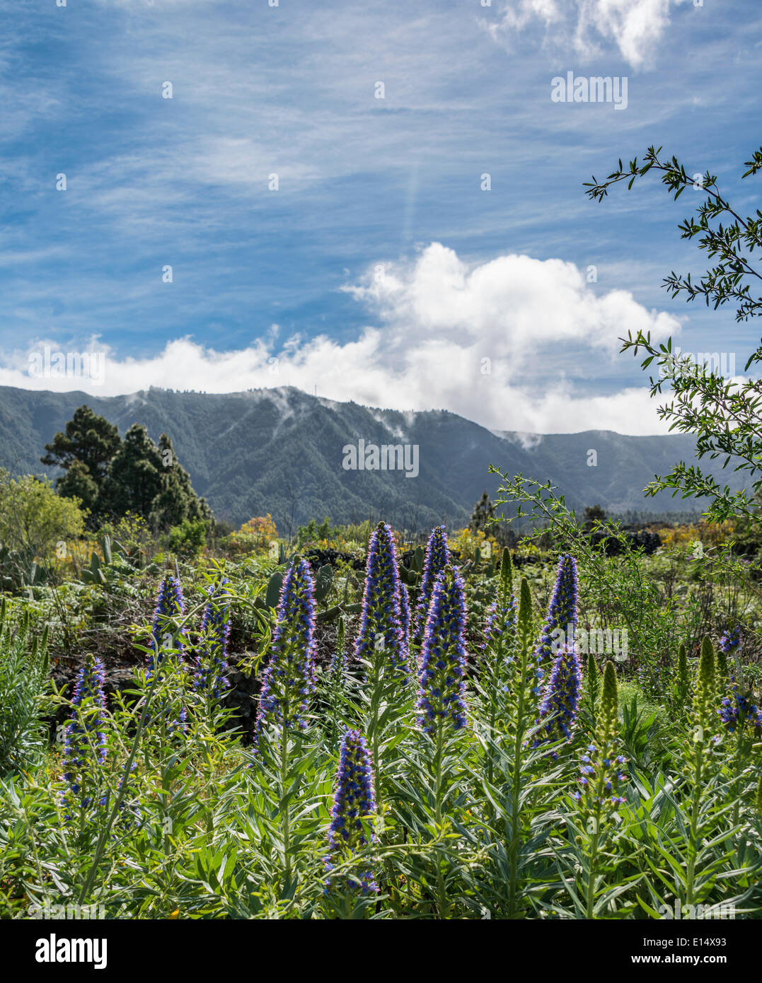 Webbs Bugloss (Echium Webbii), endemisch auf La Palma, La Palma, Kanarische Inseln, Spanien, Europa Stockfoto