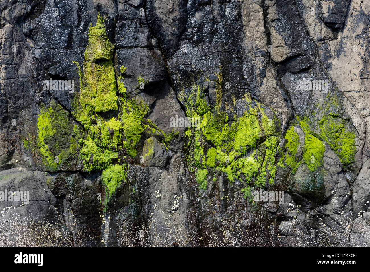 Grüne Algen auf einem Felsen, Suðuroy, Färöer, Dänemark Stockfoto