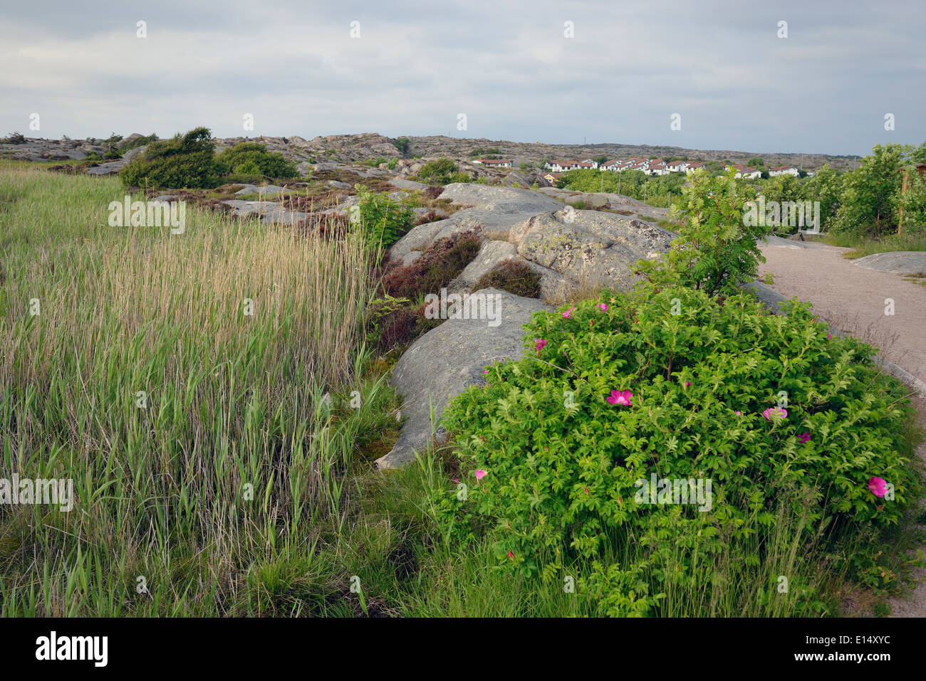 Kungshamn, Schweden Schäre Landschaft Stockfoto