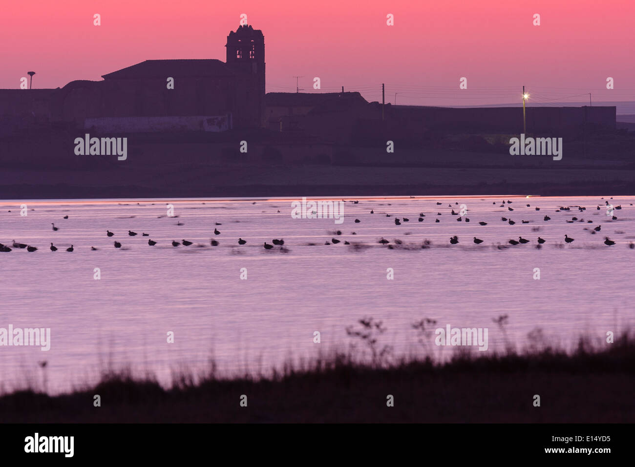 Graugans Gans Anser Anser. Villafafila Lagunen. Naturschutzgebiet. Zamora. Castilla y León. Spanien. Europa Stockfoto