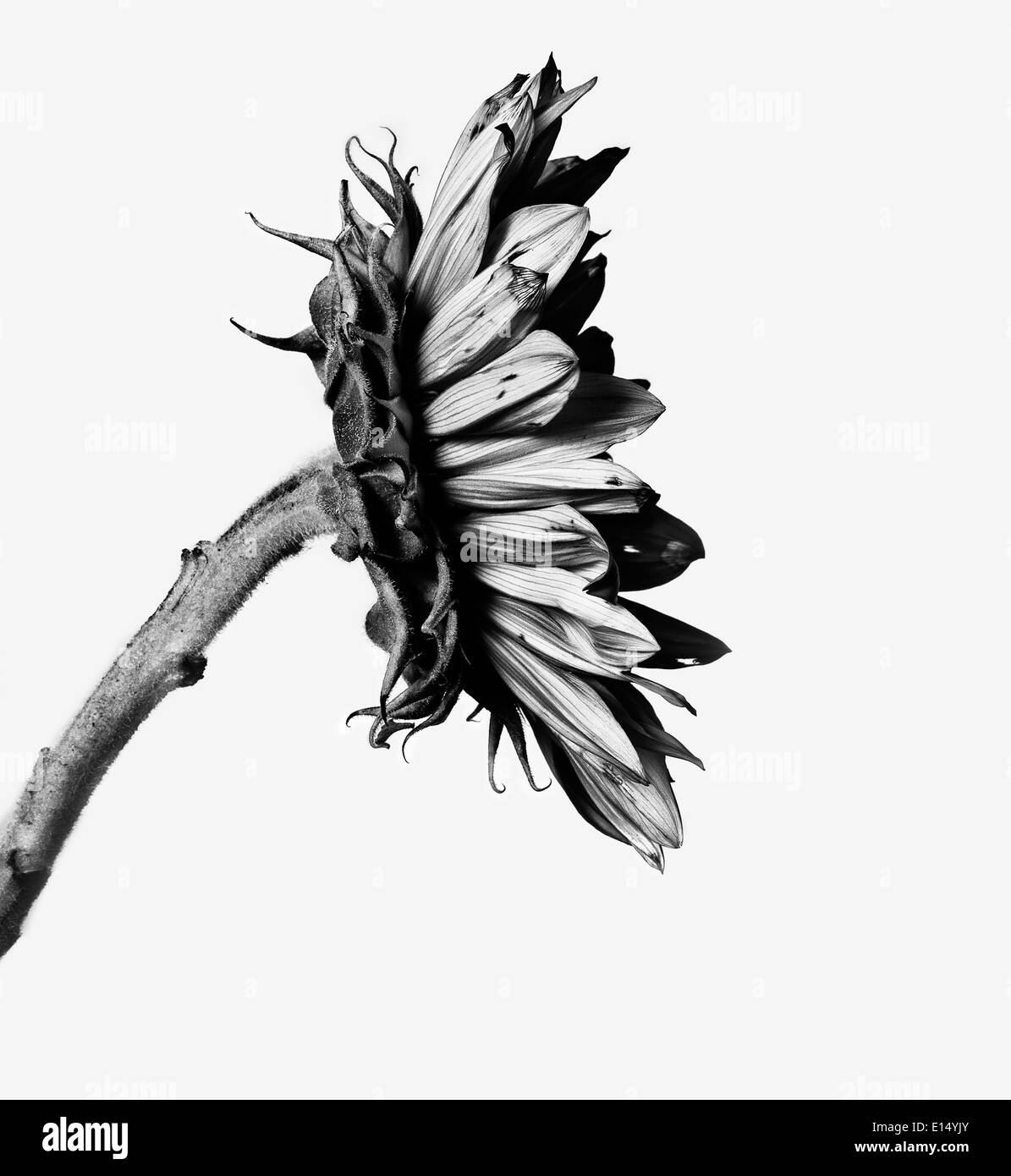 Sonnenblume in schwarz / weiß Stockfoto