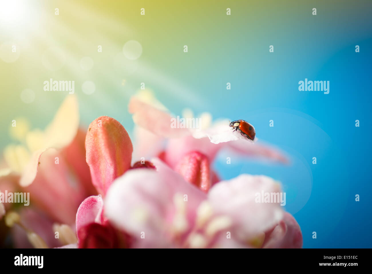 Marienkäfer auf rosa Blumen auf blauem Hintergrund Stockfoto