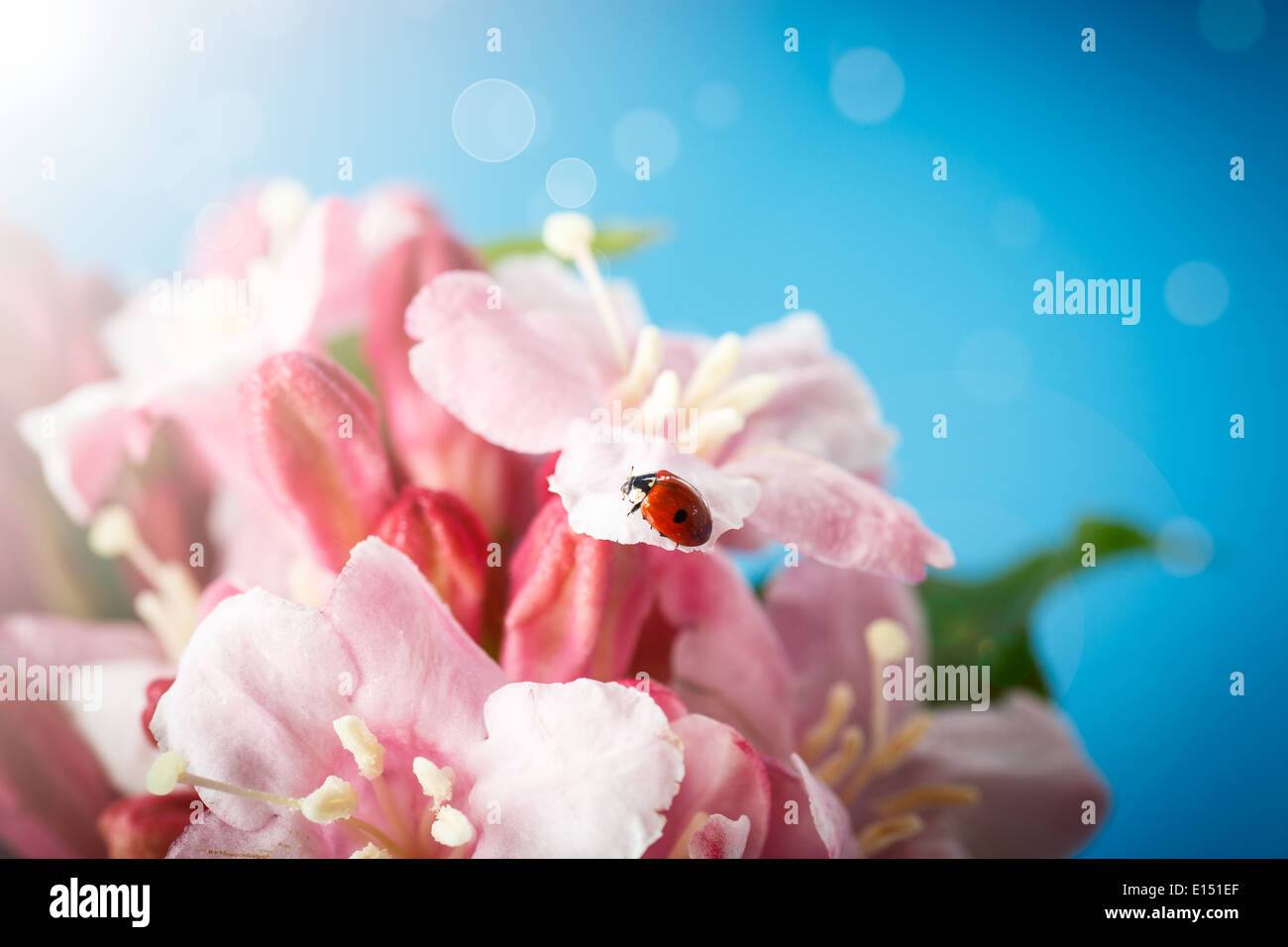 Marienkäfer auf rosa Blumen auf blauem Hintergrund Stockfoto