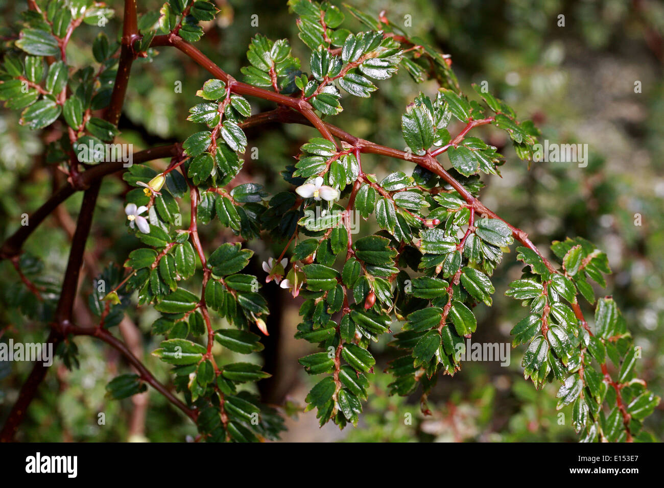 roter kaktus Kaktus mit roten Blten  Artibelle