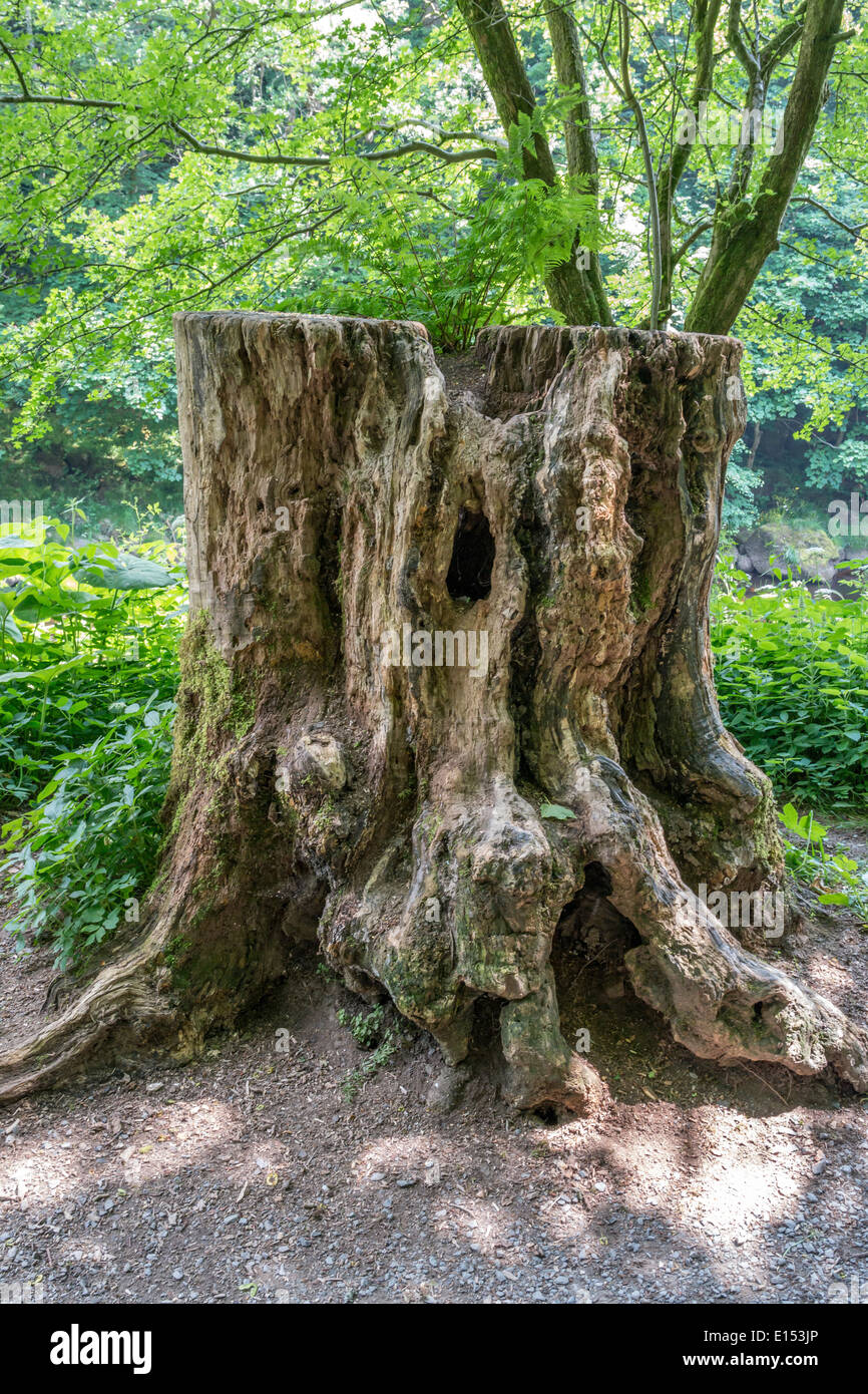 Alten Baumstumpf in einem Waldgebiet, Stockfoto