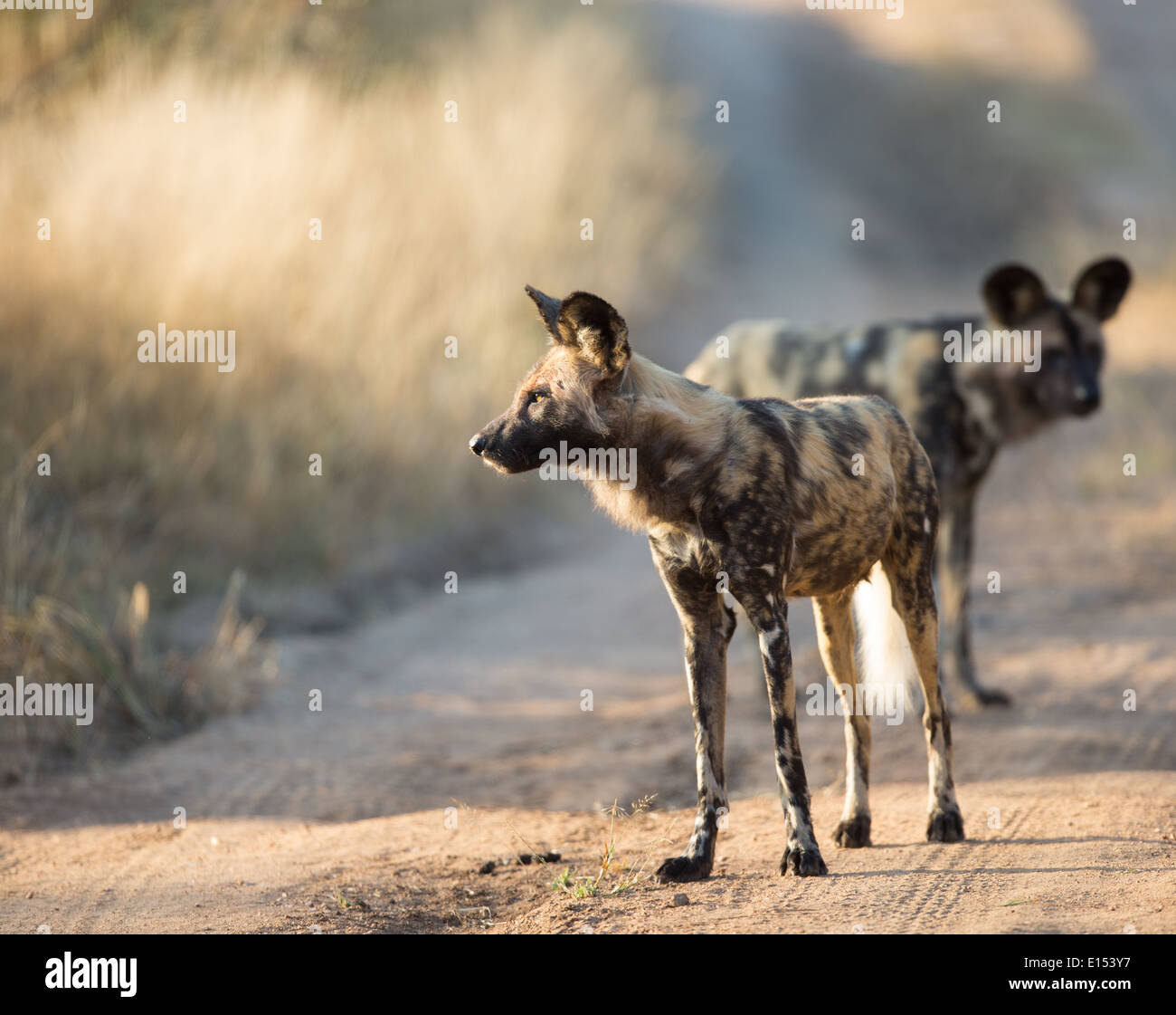 Afrikanischer Wildhund Stockfoto