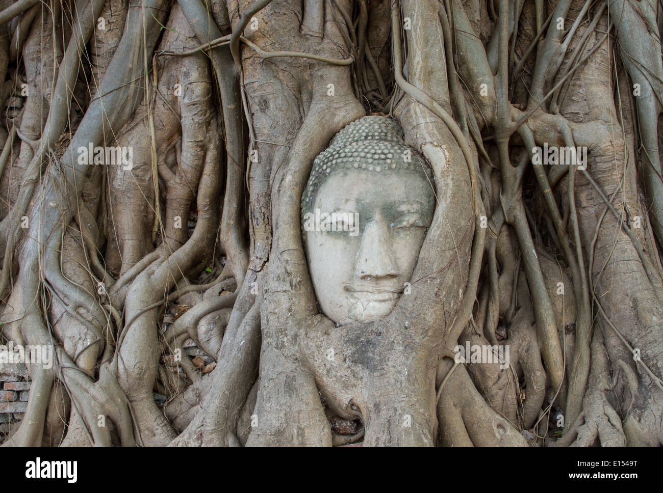 Kopf der Buddha-Statue in den Wurzeln des Baums in Ayutthaya, Thailand Stockfoto