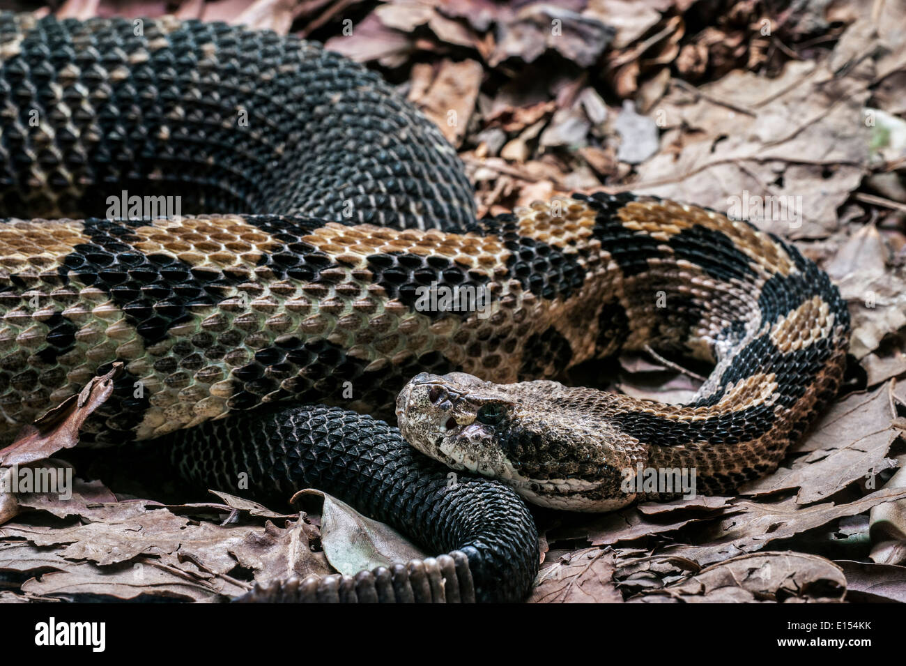 Holz-Rattlesnake / Canebrake Klapperschlange / gebänderten Klapperschlange (Crotalus Horridus), giftige pit Viper ursprünglich aus östlichen USA Stockfoto