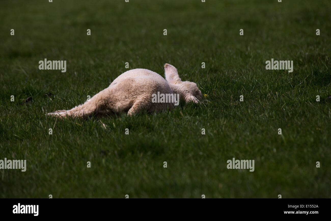 Schlafende Lamm Stockfoto