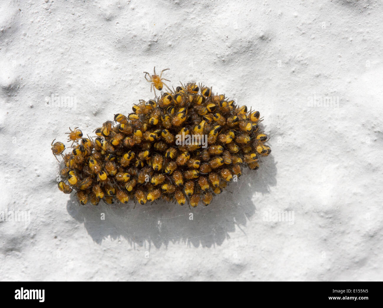 Cluster von Baby Garten Cross Spinnen vor Zerstreuung Stockfoto