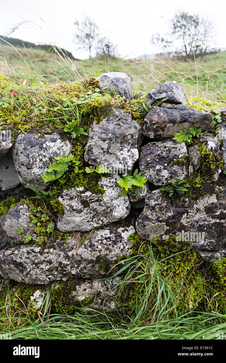 Trockenmauer, bedeckt mit Moos und Farne an Leamanegh Burgruine, Burren, Co. Clare, Irland Stockfoto