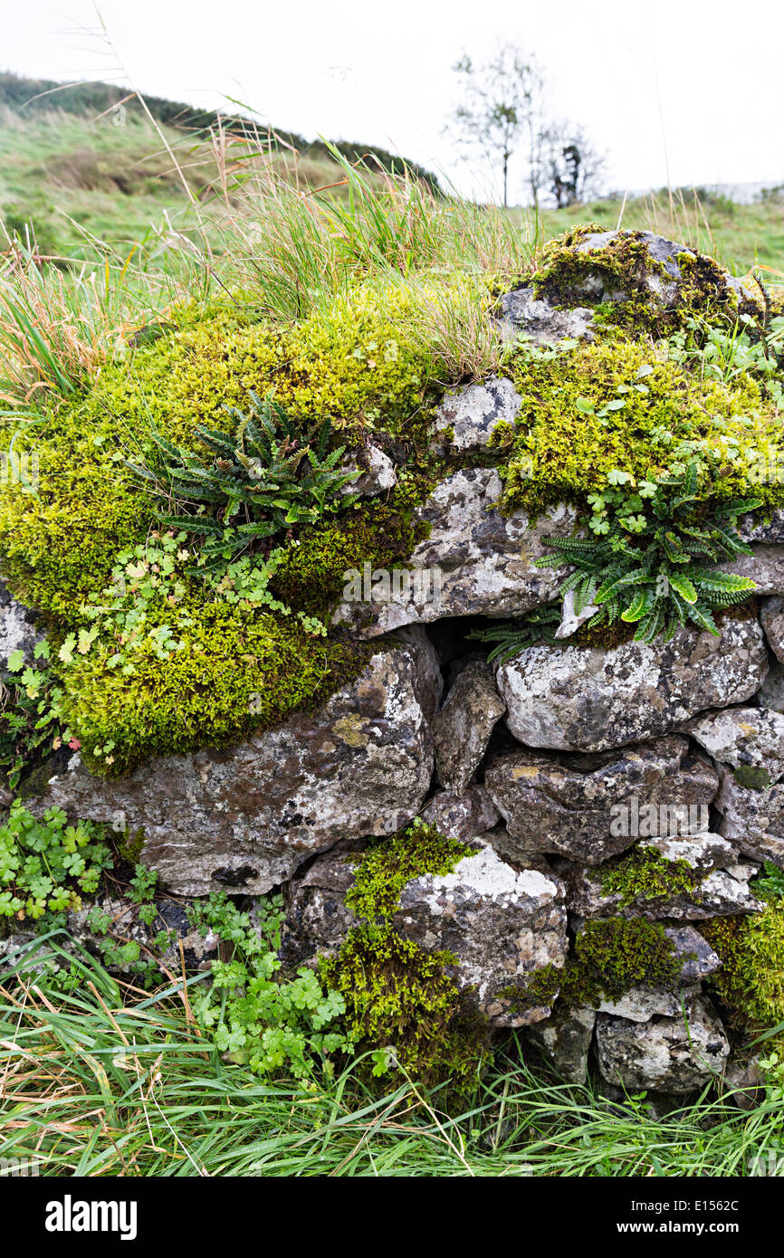 Trockenmauer, bedeckt mit Moos und Farne an Leamanegh Burgruine, Burren, Co. Clare, Irland Stockfoto