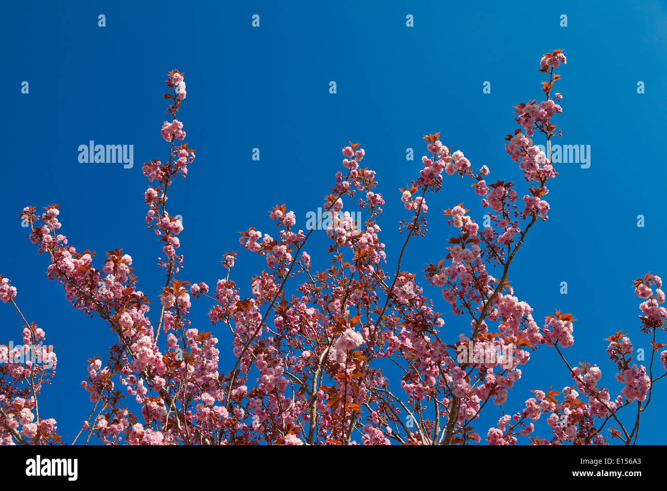 Rosa Kirschblüten, strahlender Sonnenschein, tiefblauer Himmel Stockfoto
