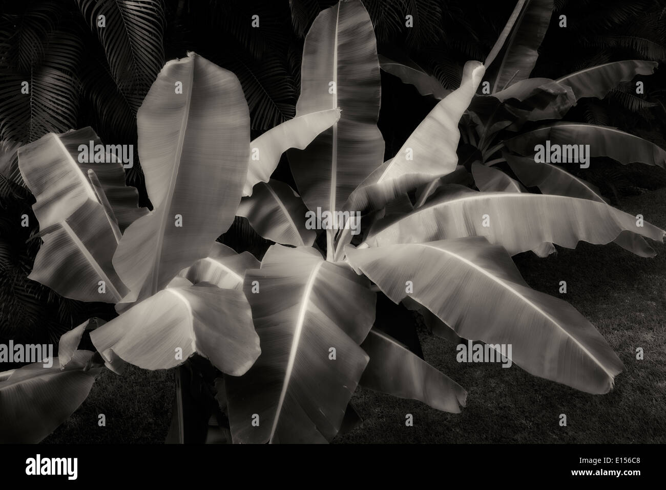 Bananenbaum. Mexiko Stockfoto