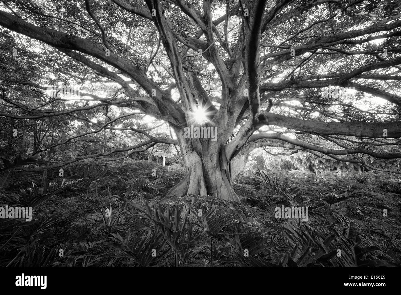 Weiße Feigenbaum (Higuera Blanca, mit geteilten Blatt Philodendron. Punta Mita, Mexiko. Stockfoto