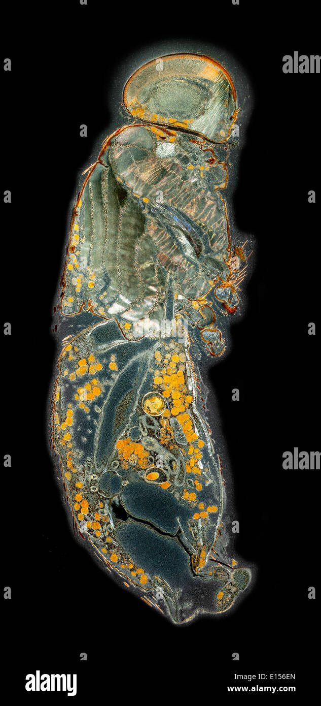 Schmeißfliege Puppe, Dunkelfeld Mikrophotographie, LS Abschnitt zeigt die allgemeine Struktur Stockfoto