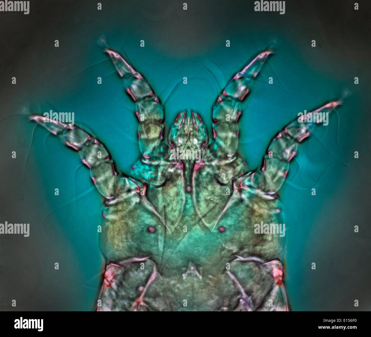 Sarcoptes Stockfotos &amp; Sarcoptes Bilder Alamy