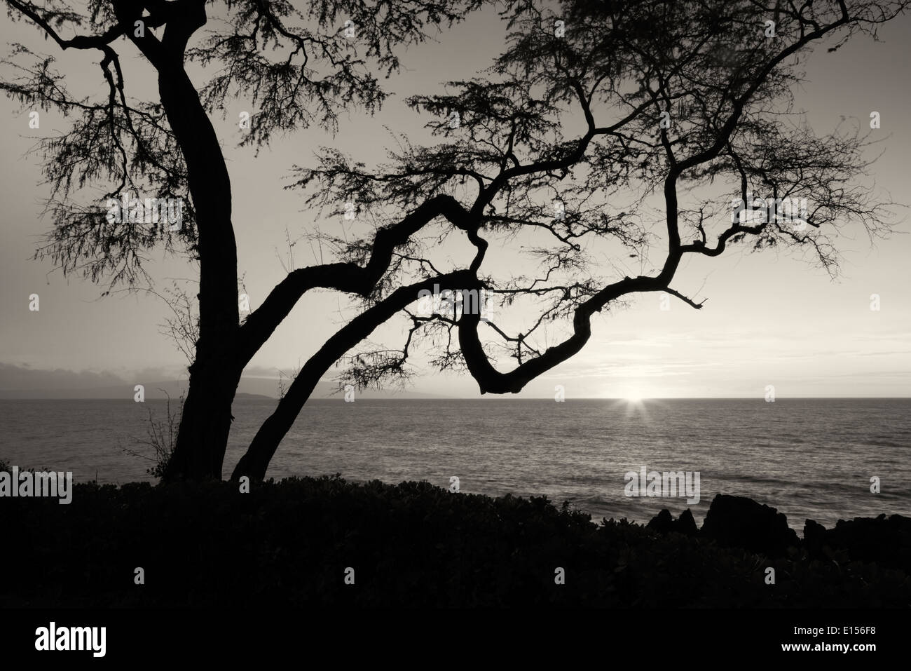 Verzweigten Baum und Sonnenuntergang. Maui, Hawaii. Stockfoto