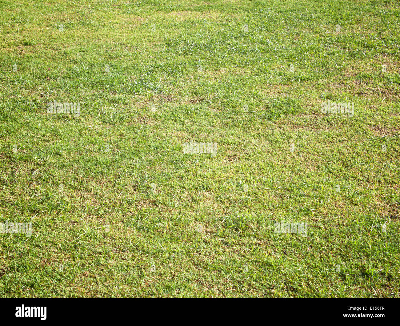 Grüner Rasen Rasen Hintergrund mit Golfplatz Stockfotografie