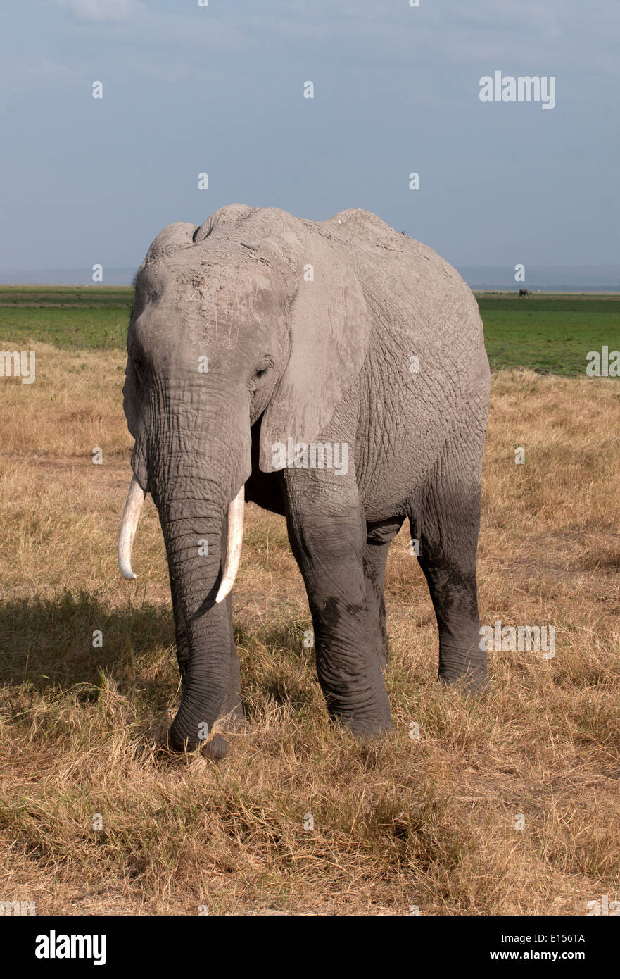 Junger Elefant mit Stamm um zu grasen, Fütterung auf dem Rasen im Amboseli-Nationalpark Kenia Stockfoto