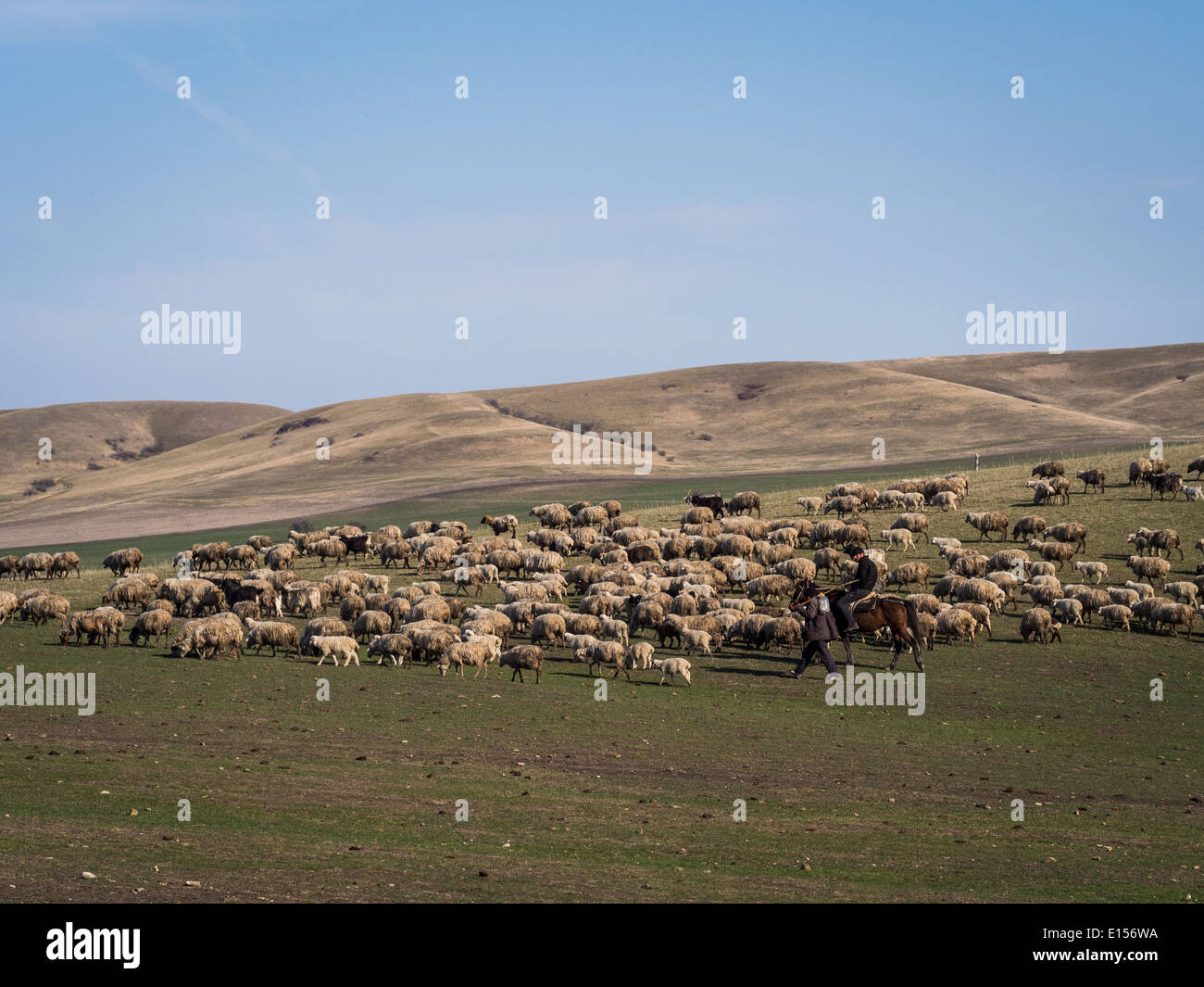 Schafe in der Nähe von David Gareja in Kachetien, Georgia. Kakheti ist die Region mit der größten Anzahl von Schafen im Land. Stockfoto