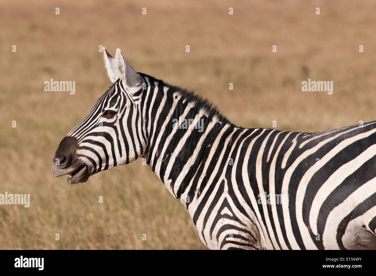 Gemeinsame oder Burchell Zebra in Amboseli-Nationalpark Kenia Stockfoto