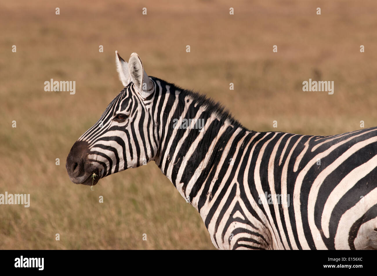 Gemeinsame oder Burchell Zebra in Amboseli-Nationalpark Kenia Stockfoto