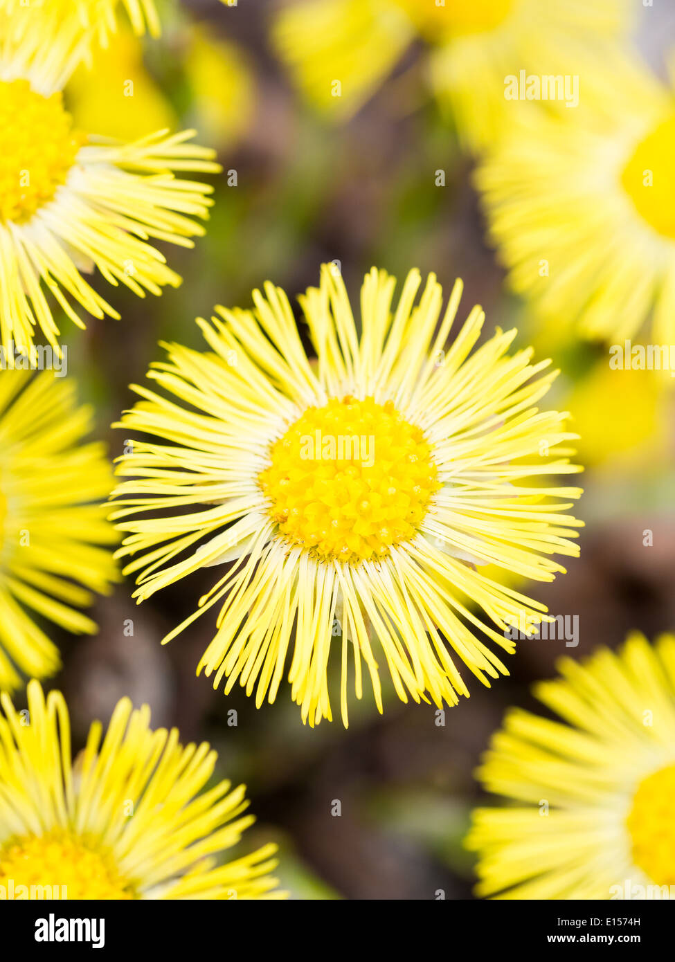 Echter Alant (Inula Helenium), auch genannt Pferd-heilen in Georgien, Caucasus. Stockfoto