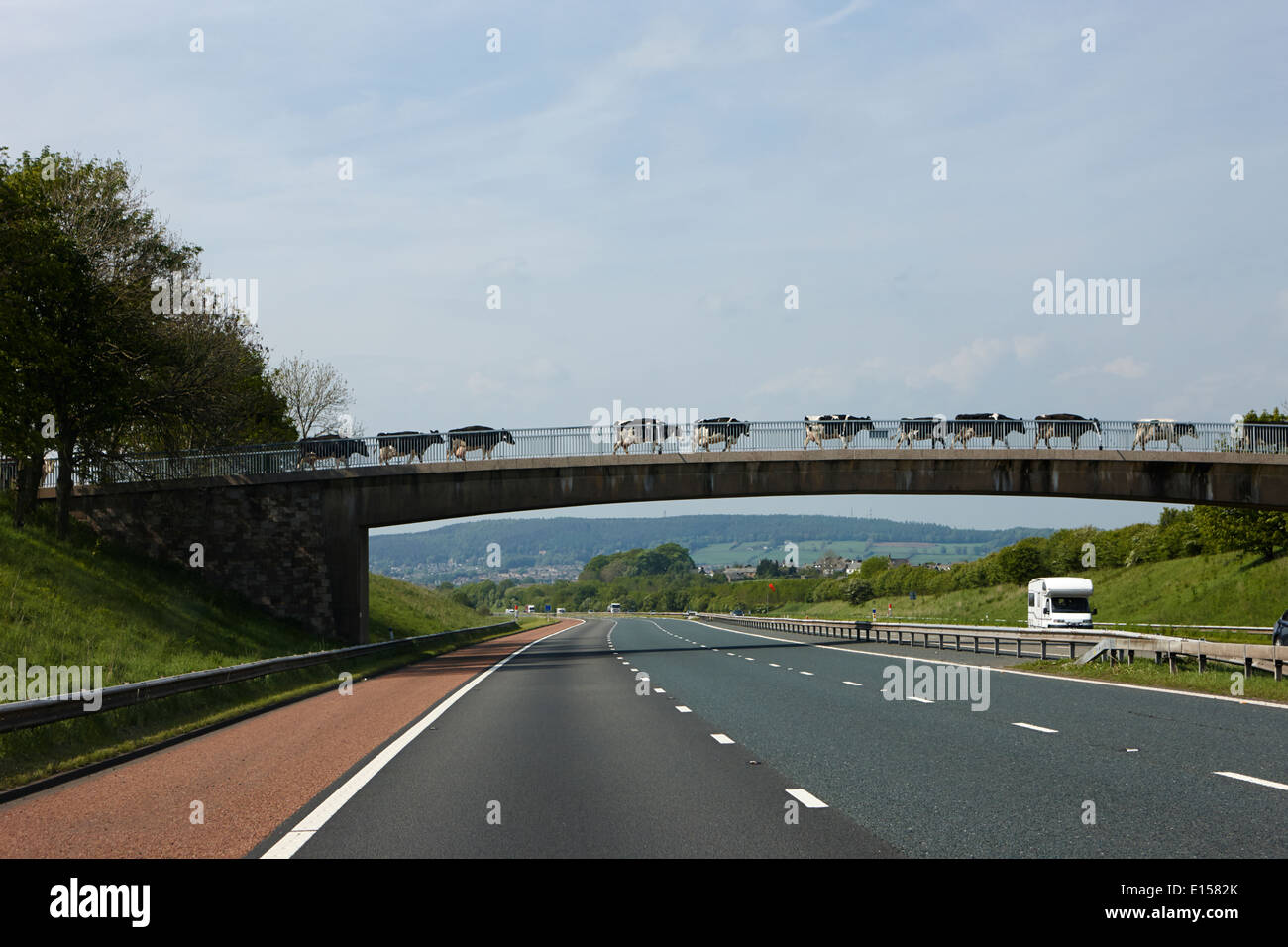 Herde von Kühen, die zu Fuß über die Brücke über Autobahn Cumbria uk Stockfoto