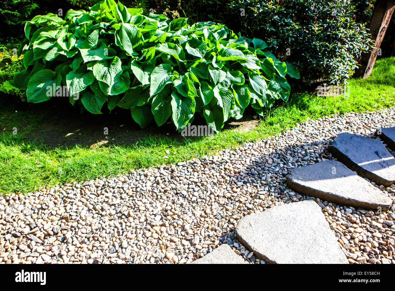 Hosta-Pflanzengrenze, Pflanzen am Rand eines Gartenschotterwegs, Stepping Stones Gravel Pathway Randging Way Grit Path Spring Hosta Plant Laub Stockfoto