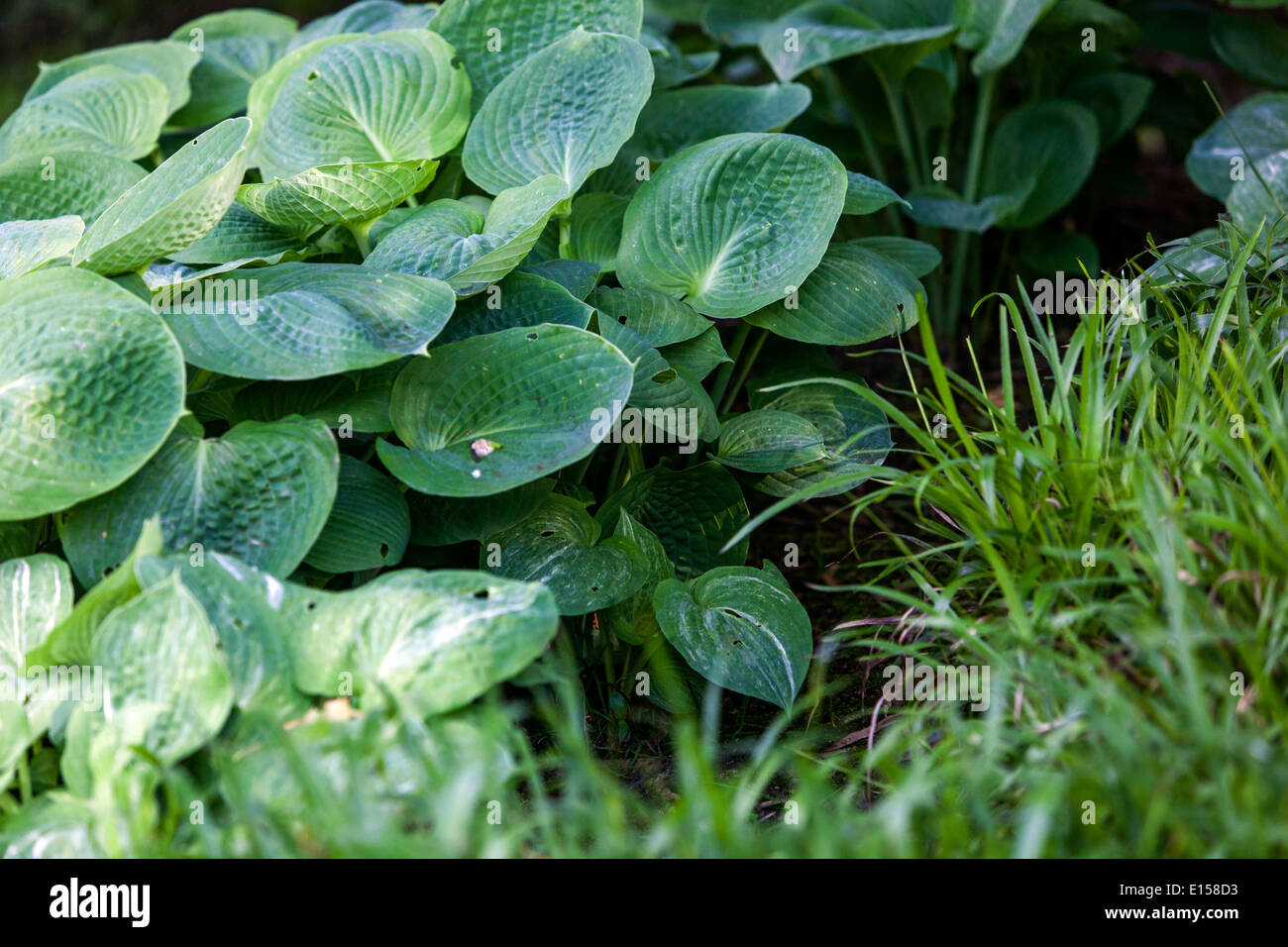 Hostas, Hosta-Pflanze für die schattige Gartengrenze Stockfoto