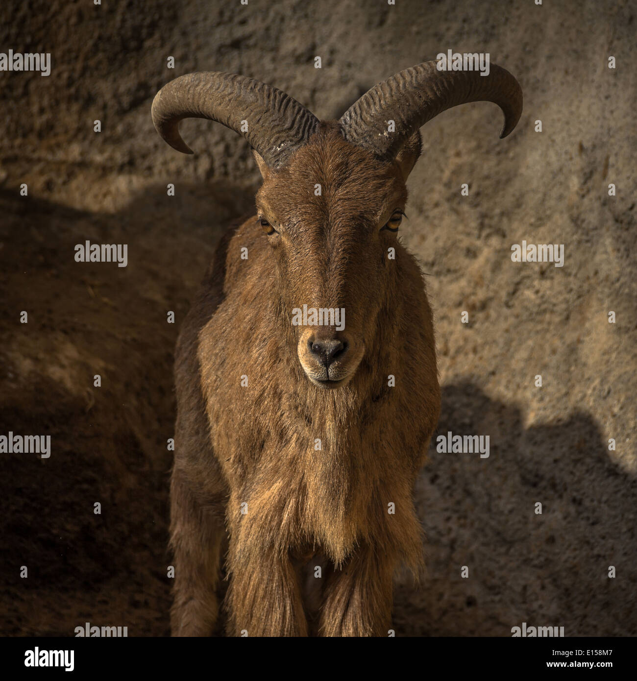 Ein Blick auf die Kamera Mähnenspringer Stockfoto