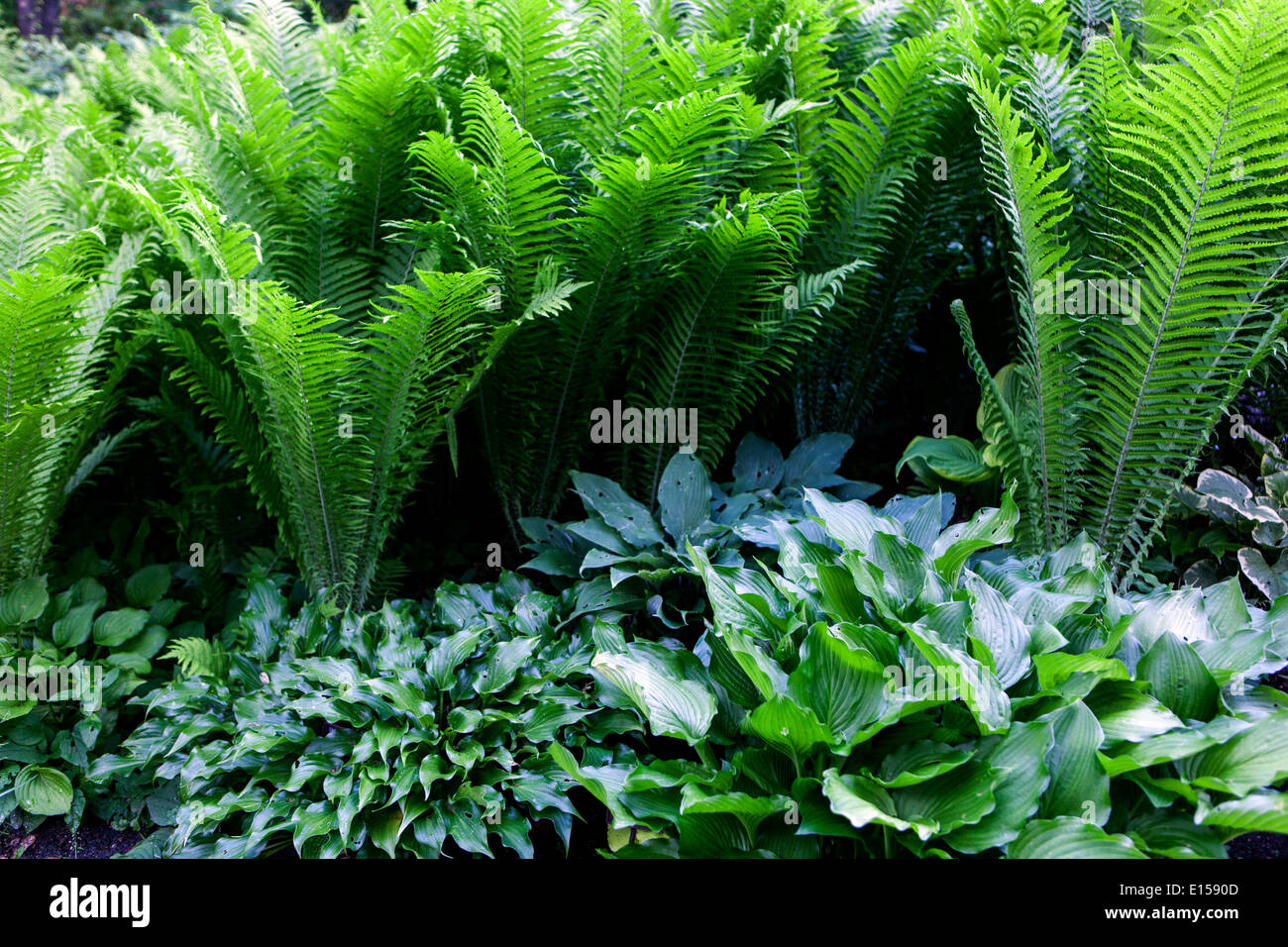 Hosta und Matteuccia Struthiopteris, Strauß Farn, Farnwedel Farn oder Federball Farn, Pflanzen für den schattigen Teilen des Gartens Stockfoto