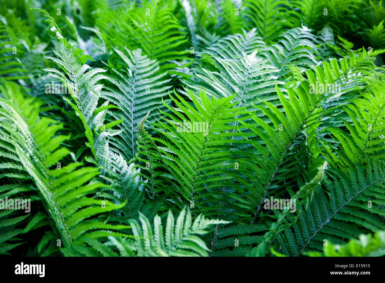 Matteuccia Struthiopteris Ostrich Fern Fiddlehead Stockfotos und