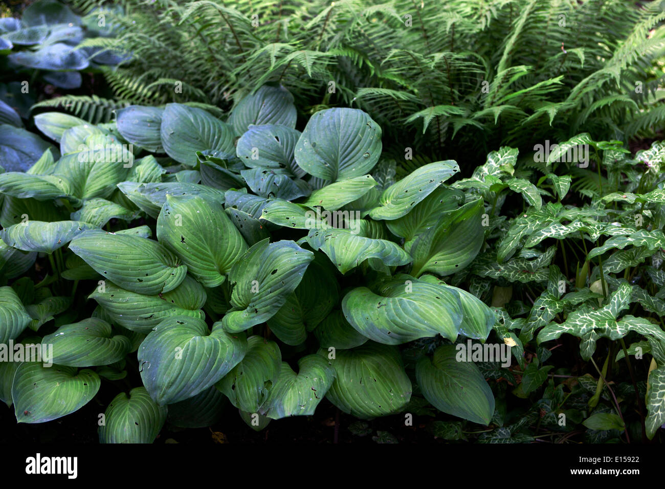 Hosta-Pflanze, Gartengrenze, Pflanzen mit großen Blättern, Hosta-Gartenschatten Stockfoto