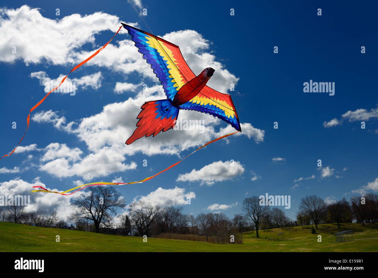 Ara Papagei kite vor blauem Himmel fliegen im Frühjahr am Riverdale Park Toronto Stockfoto