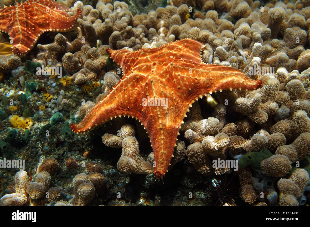 Starfish Unterwasser, Oreaster Reticulatus, über Korallen Meeresboden Stockfoto