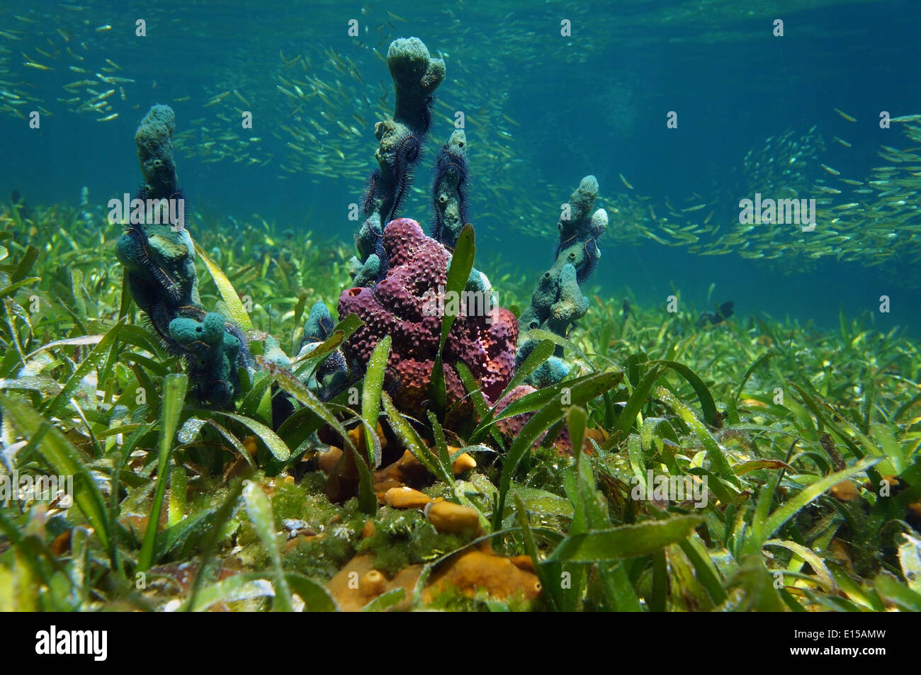 Unterwasser Schwämme auf dem Meeresgrund mit Seegras und kleiner Fischschwarm im Hintergrund Stockfoto