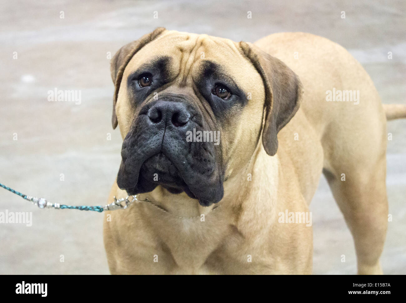 Bull Mastiff Welpen Kamera blickte. Stockfoto