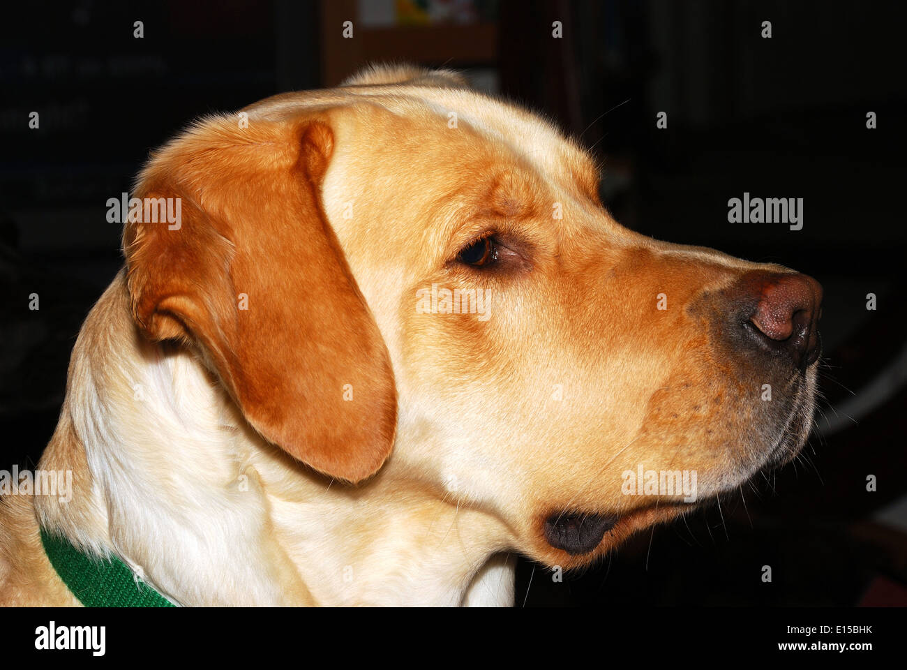 Goldener Labrador Rüde Aufmerksamkeit auf Lebensmittel Stockfoto